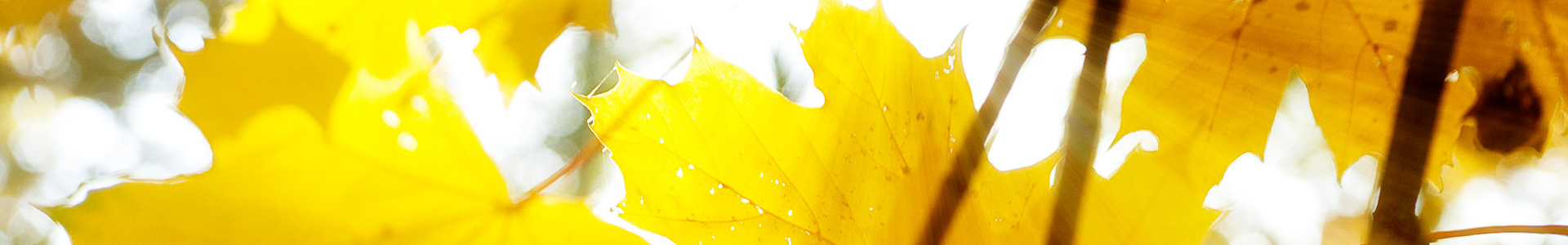 Baum im Herbst - © Reinhard Podolsky/mediadesign